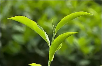 image of camellia sinensis leaves