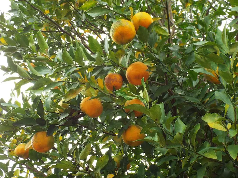 bergamot fruit