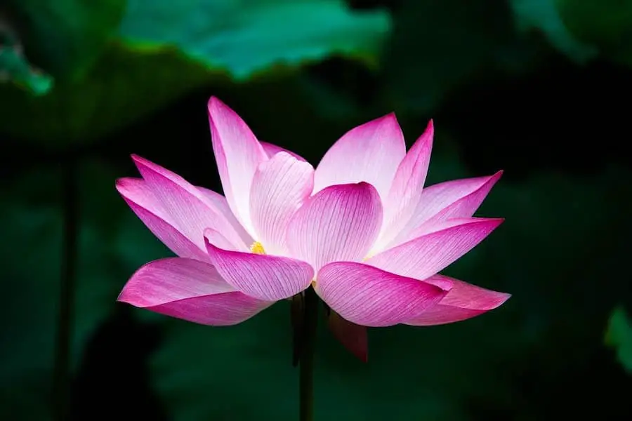 lotuis flower