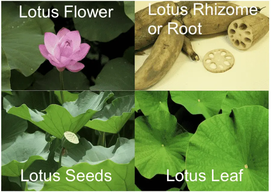 lotus leaf tea, uses roots, rhizomes, leaves, or seeds