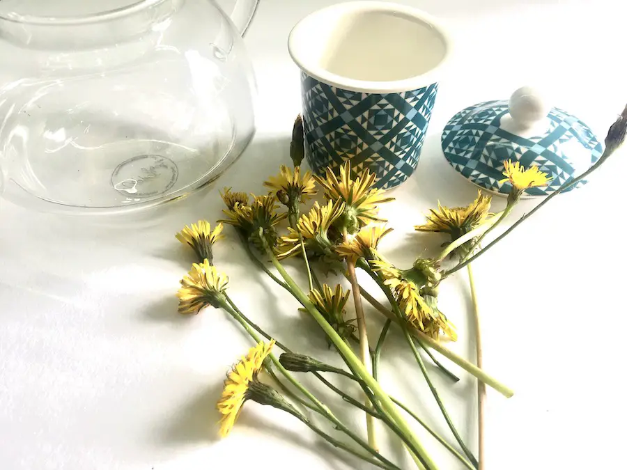 colllect dandelions for making dandelion tea
