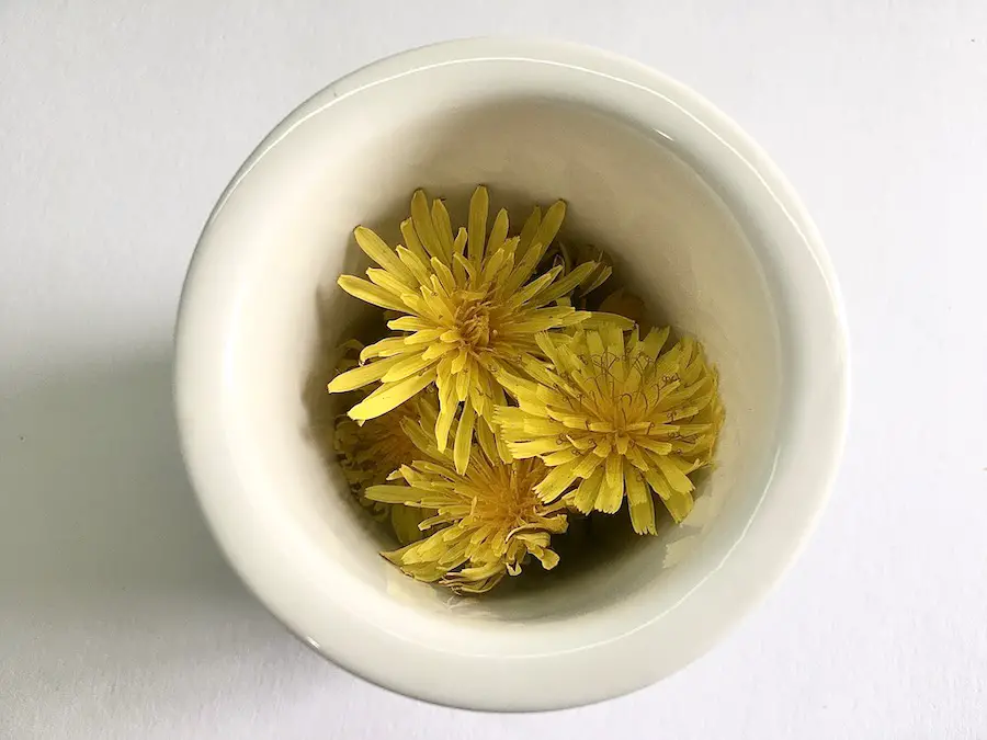dandelions for dandelion tea